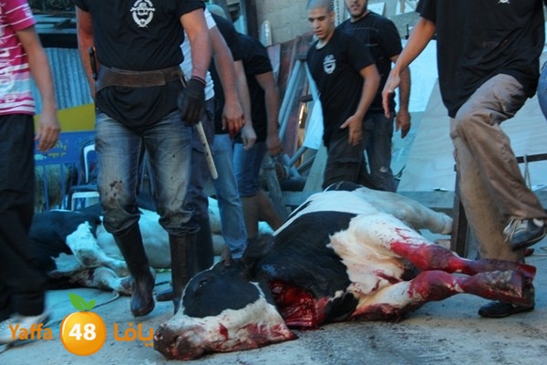 ada7y 116 n1 (30).JPG